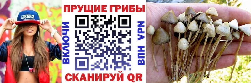Псилоцибиновые грибы Magic Shrooms  наркошоп  Верхний Тагил 